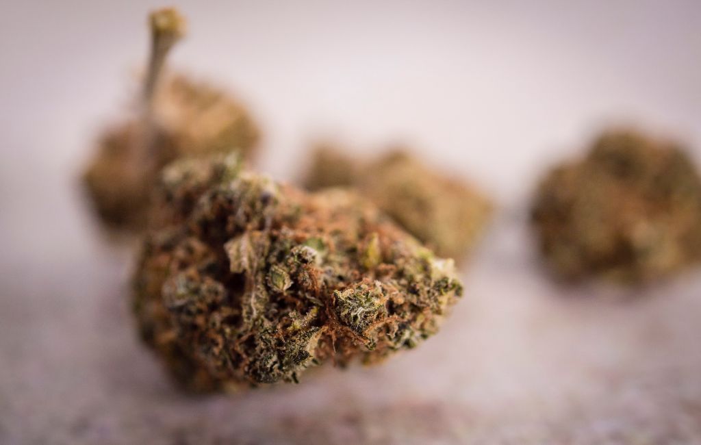 THCa Flower for Wellness Enthusiasts